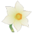 Narcissus Flower