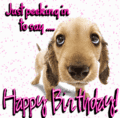 Bday_peekingpup_web_thumb.gif