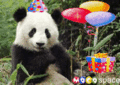Birthday_panda_web_thumb.gif