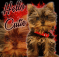 Flirt_cutiepups_web_thumb.gif
