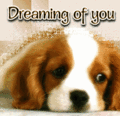 Flirt_dreamingpup_web_thumb.gif