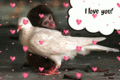 Flirt_monkeypigeon_web_thumb.gif