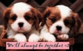 Flirt_pupz_web_thumb.jpg