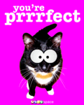 Flirt_purrrfect_web_thumb.gif