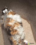 Flirt_rubmybelly_web_thumb.gif