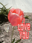 Flirt_tulipluvu_web_thumb.gif