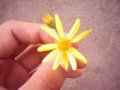 Friend_yellowdaisy_web_thumb.jpg