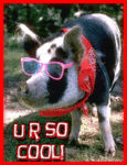 Friends_coolpig_web_thumb.gif
