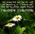 Friends_daisy_web_thumb.jpg