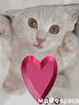 Friends_heartkitten_web_thumb.gif