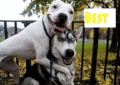 Friends_lizydog_web_thumb.gif