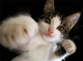 Fun_12pluscat_web_thumb.gif