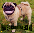 Fun_bulldawg_web_thumb.png