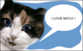 Fun_catlovesmoco_web_thumb.gif