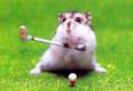 Fun_hamstergolf_web_thumb.jpg