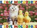 Fun_mocoducklings_web_thumb.jpg