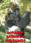 Fun_monkeyaround_web_thumb.jpg