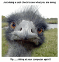 Fun_ostrich_web_thumb.gif