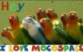 Fun_pegasusbirds_web_thumb.jpg