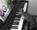 Fun_pianocat_web_thumb.jpg