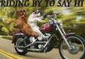 Fun_ridingbydogs_web_thumb.jpg