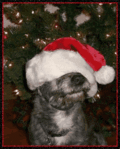 Fun_santadawg_web_thumb.gif