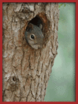 Fun_squirrel_web_thumb.gif