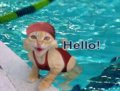 Fun_swimcat_web_thumb.jpg