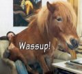 Fun_wassuphoss_web_thumb.jpg