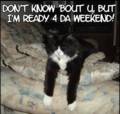 Fun_weekendcat_web_thumb.jpg