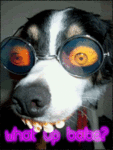 Fun_whatupdawg_web_thumb.gif