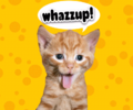 Fun_whazzup_web_thumb.png