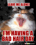 Funny_badhairday_web_thumb.gif