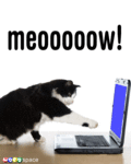 Funny_meoooow_web_thumb.gif