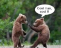 Hey_coolmanbears_web_thumb.jpg