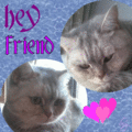 Hey_heyfriend_web_thumb.gif