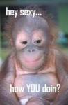 Hey_motormonkey_web_thumb.jpg