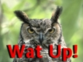 Hey_owlwatup_web_thumb.jpg