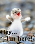 Hey_penguinbaby_web_thumb.jpg