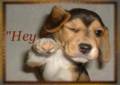 Hey_pupwink_web_thumb.jpg