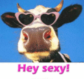 Hey_sexycow_web_thumb.gif