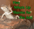 Hey_thankslizard_web_thumb.gif