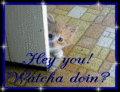 Hey_welshkitten_web_thumb.gif