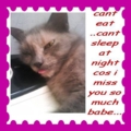 Missing_cantsleepcat_web_thumb.jpg