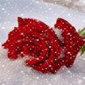 Sympathy_snowrose_web_thumb.gif