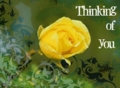Thinking_yellowrose_web_thumb.jpg