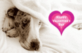 Vday_cuddledog_web_thumb.gif
