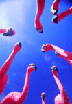 Vday_flamingoes_web_thumb.gif