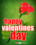 Vday_valentinesdayrose_web_thumb.gif