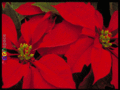 Winter_seasonsgreetings_web_thumb.gif